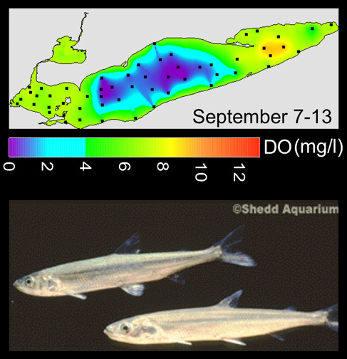 Map of Lake Erie colored to show dissolved oxygen levels, and a photo of a Rainbow Smelt