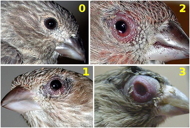 Female house finch with symptoms of eye infection.