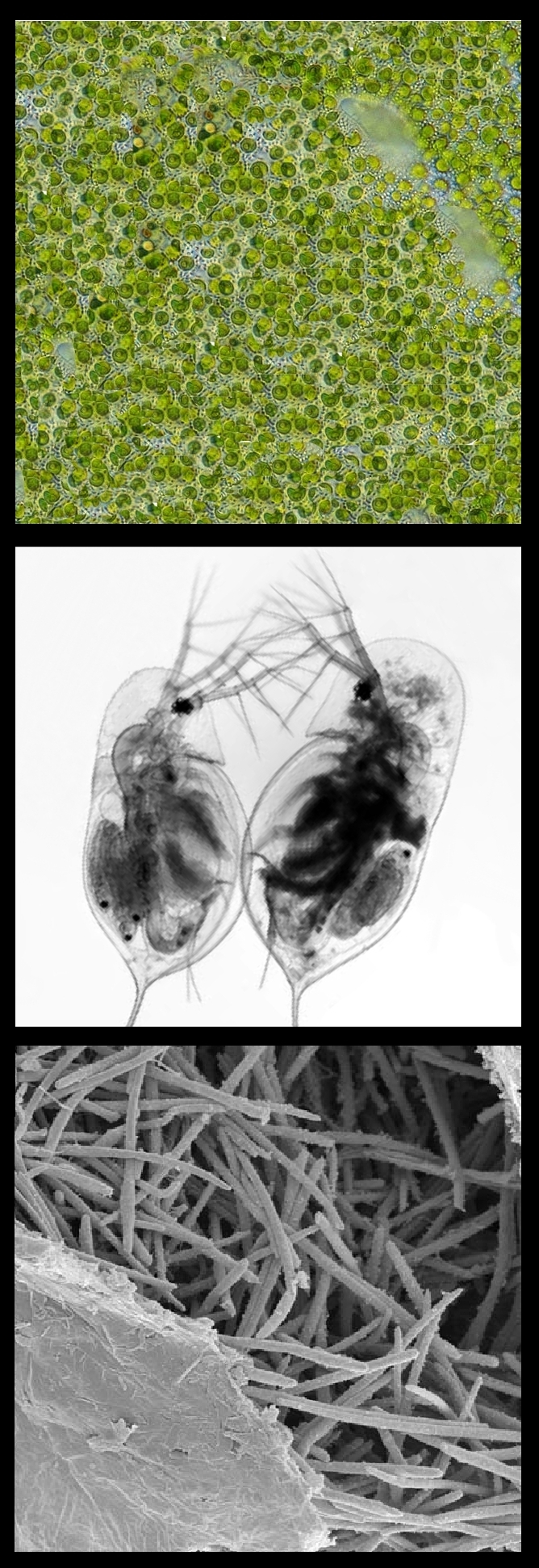 Three combined images showing Algae, Daphnia, and fungal spores